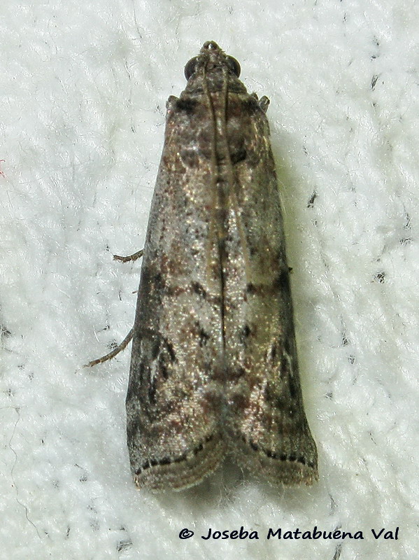 Pyralidae da id - Episcythrastis tabidella (cfr.)